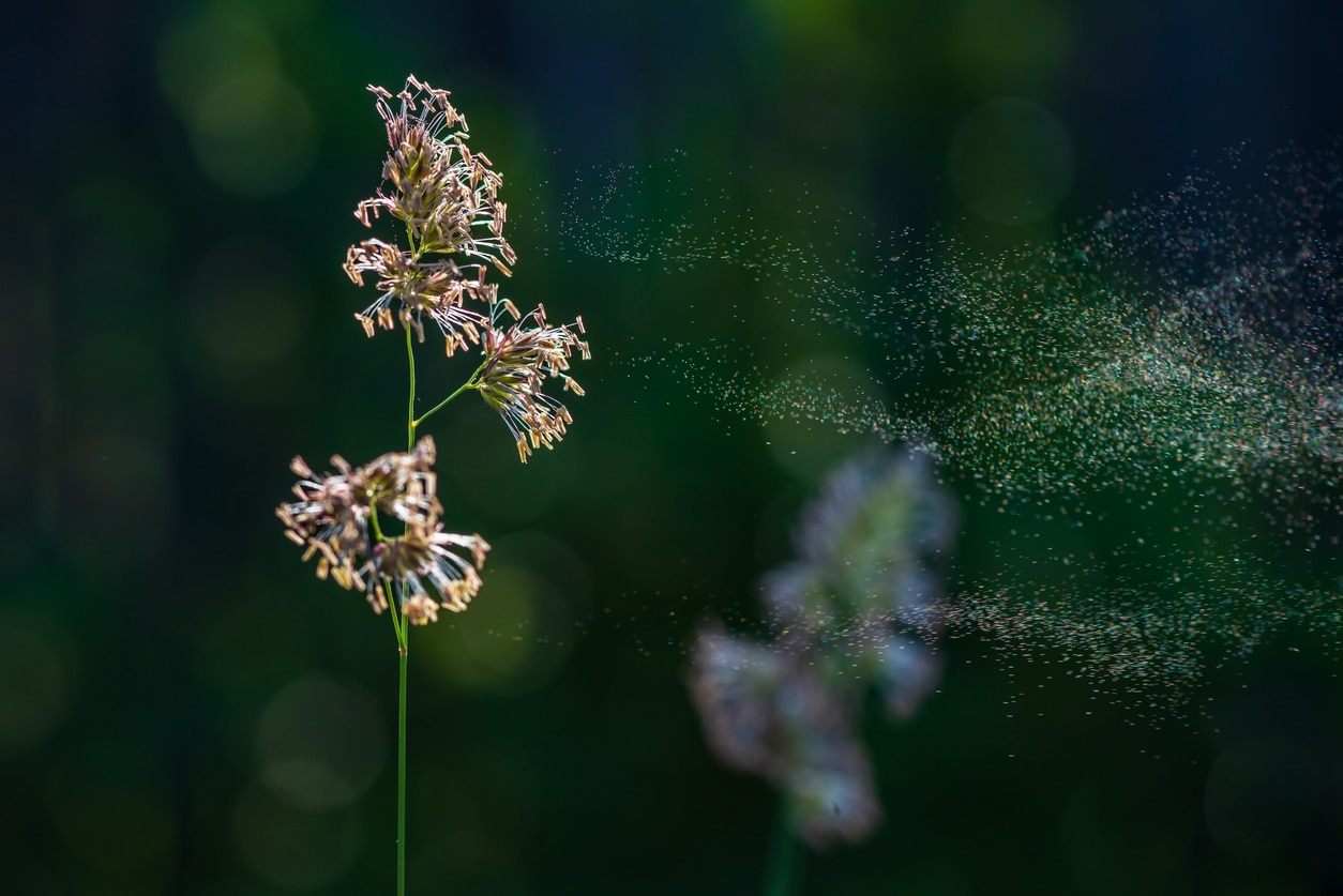 Flower with pollen